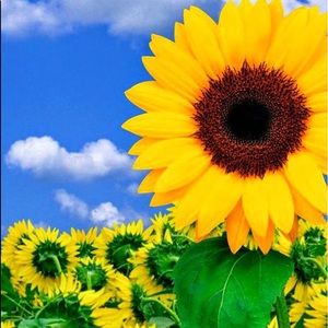 Meet your Posher, Cassie